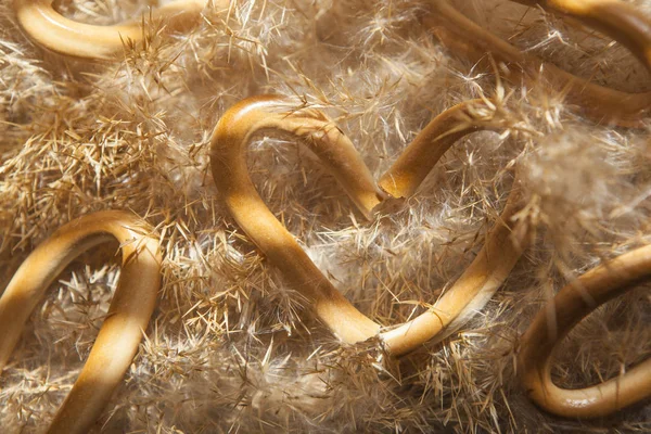 Brood Koekjes Droge Cane Achtergrond — Stockfoto