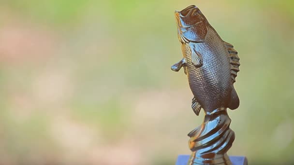 Ouro Peixe Prêmio Grama Fundo — Vídeo de Stock