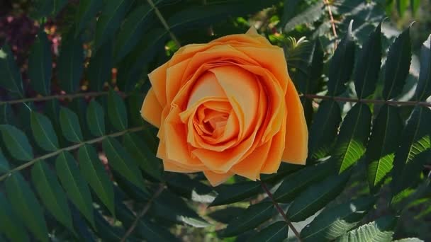Χαρτί Τριαντάφυλλο Λουλούδι Φυτό Φόντο — Αρχείο Βίντεο