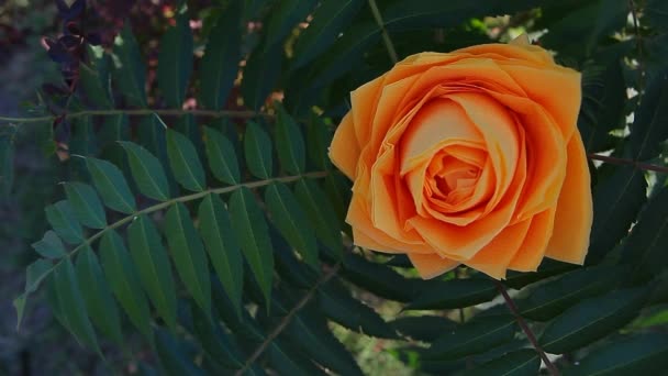 Papir Rose Blomst Plante Baggrund – Stock-video