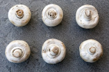 champignon mantar doğal taş arka plan 