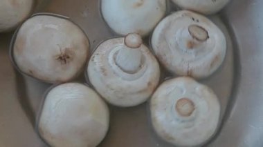 champignon mantar su metal arka plan 