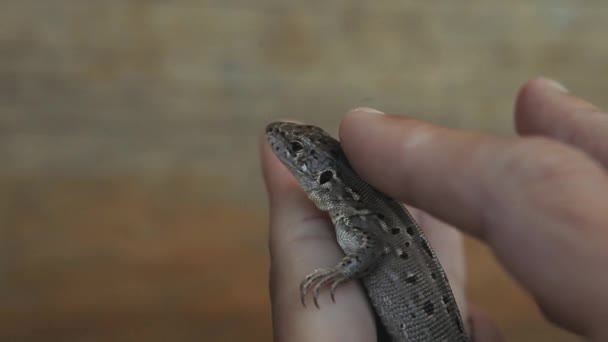 Wild Lizard Hand Wooden Background — Stock Video