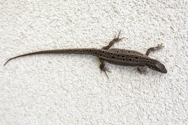 Lézard Sauvage Fond Pierre Naturelle — Photo