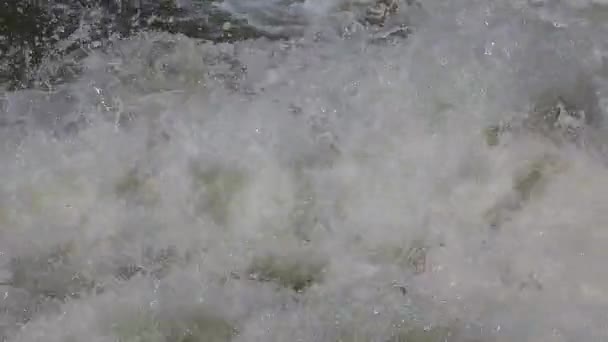 Ryba Skok Biegać Woda Tło — Wideo stockowe