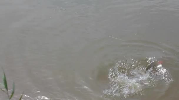 Angeln Karpfen Süßwassersee — Stockvideo