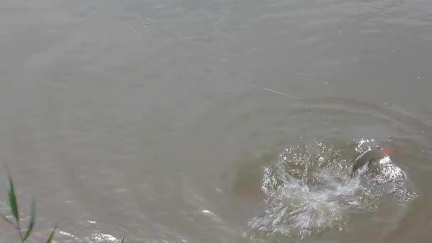 Fishing Carp Fresh Water Lake — Stock Video