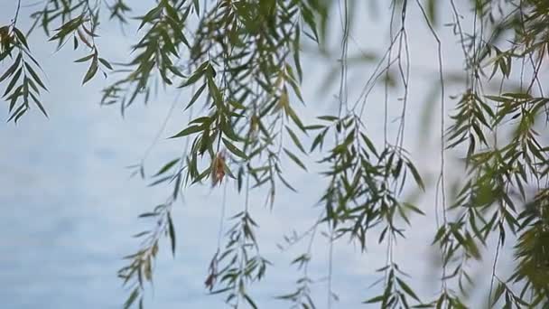 Eau Plante Vague Rivière Fond — Video