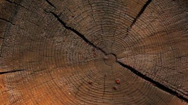 ıslak doğal ahşap saplama arka plan 