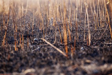 yangın arka plan sonra baston alanı