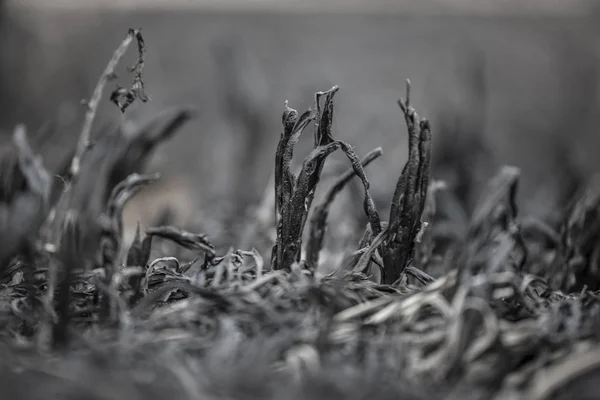 Campo Caña Después Fuego Fondo — Foto de Stock