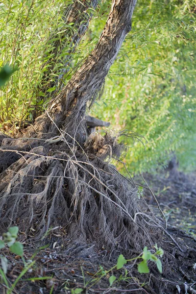 Tropisk Träd Rots Skog Bakgrund — Stockfoto