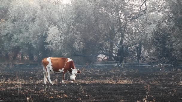 Vaca Campo Animales Después Del Fuego — Vídeos de Stock
