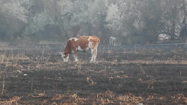 Mucca Campo Animale Dopo Fuoco — Video Stock