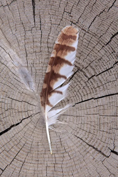 Vogelfeder Holzstummel Hintergrund — Stockfoto