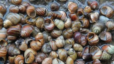 tatlı su dalgası kabuk arka plan 