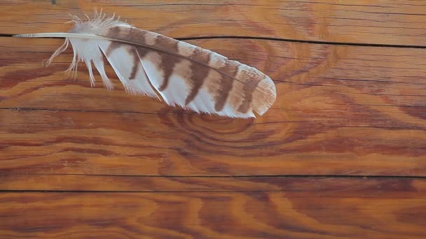 Bird Feather Wooden Sharp Background — Stock Video