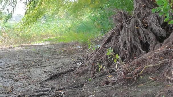 Árbol Raíz Viento Bosque Fondo — Vídeos de Stock