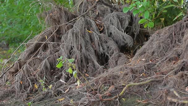 Árbol Raíz Viento Bosque Fondo — Vídeos de Stock