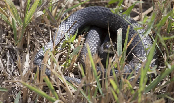 Serpiente Salvaje Hierba Seca Fondo — Foto de Stock