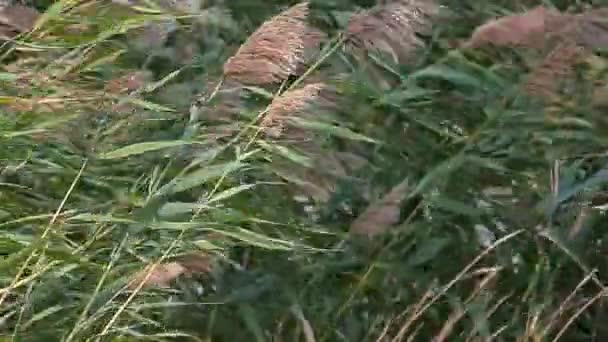 Caña Tormenta Viento Árbol Fondo — Vídeos de Stock