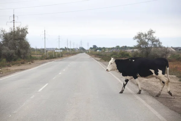 牛动物沥青路背景 — 图库照片