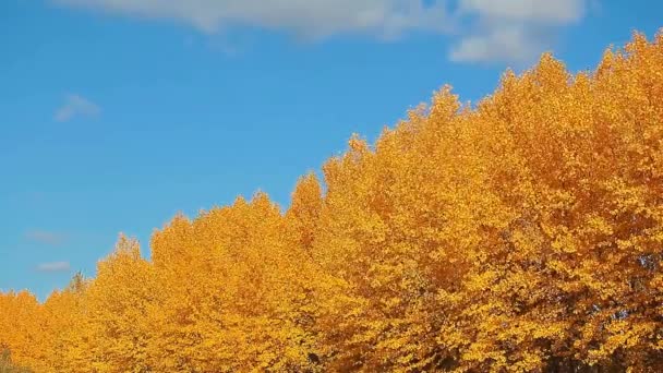 Φθινοπωρινό Δέντρο Αφήνει Μπλε Ουρανό — Αρχείο Βίντεο