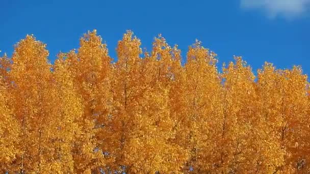 Φθινοπωρινό Δέντρο Αφήνει Μπλε Ουρανό — Αρχείο Βίντεο
