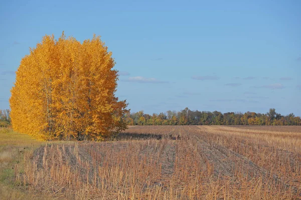 Automne Arbre Champ Bleu Ciel — Photo