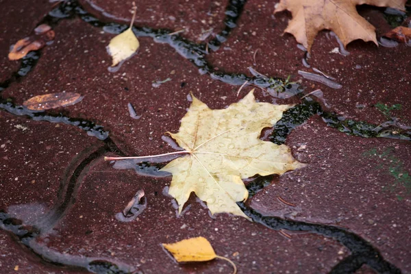 Herfst Blad Weg Regen Achtergrond — Stockfoto