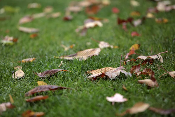 Park Grass Autumn Leaf Background — Stock Photo, Image