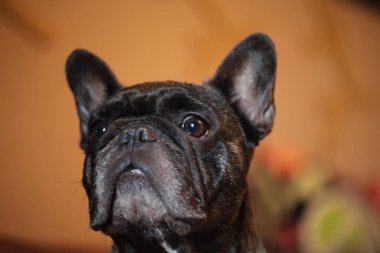Fransız buldog portresi arka planı 