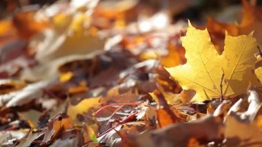 Sonbahar akçaağaç yaprağı orman arka planı