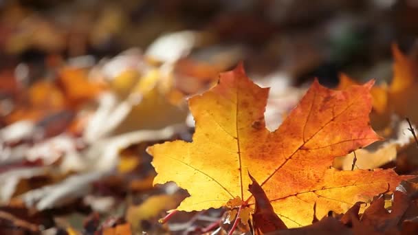 Autumn Maple Leaf Forest Background — Stock Video