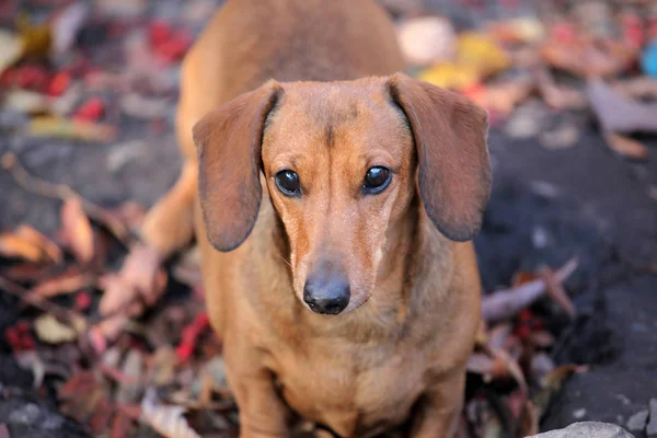 Собачий Портрет Осенний Лист Земли — стоковое фото