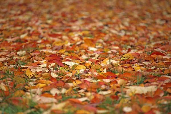 Herfst Blad Tuin Gras Achtergrond — Stockfoto