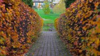 Autumn Park sokağı geçmişi 