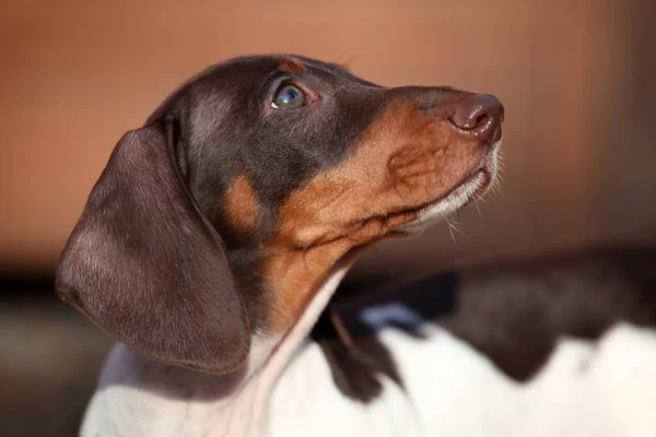 Welpe Hund Porträt Sonnenlicht — Stockfoto