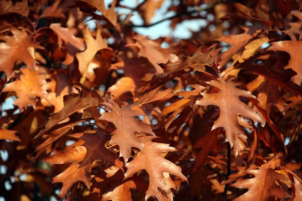 Autumn Oak Tree Blue Sky — Stock Photo, Image