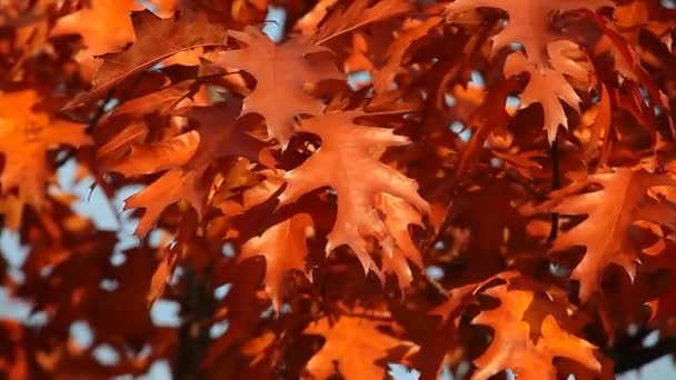 Autunno Quercia Albero Cielo Blu — Video Stock