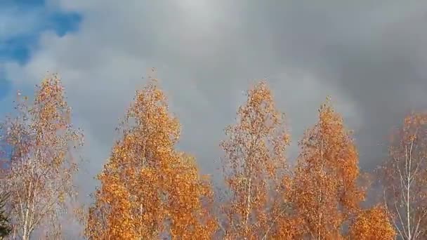 Höst Björk Träd Himmel Bakgrund — Stockvideo