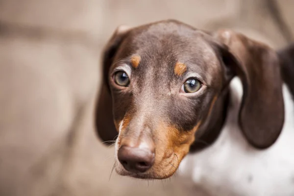 Welpe Hund Porträt Stein Hintergrund — Stockfoto