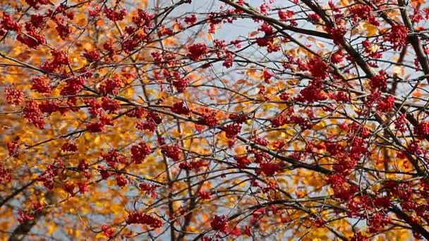 Mountain Ash Autumn Tree Background — Stock Video