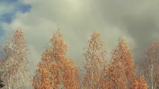 Jesień Brzoza Drzewo Niebo Tło — Wideo stockowe