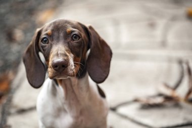 Yavru köpek portresi taş arka plan 