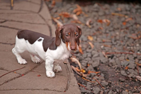 Puppy Dog Portrait Stone Road Background — стоковое фото