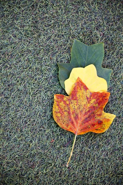 Boom Blad Groen Gras Achtergrond — Stockfoto