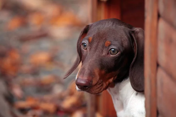wooden dog kennel puppy portrait