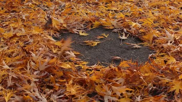 Herfst Esdoorn Blad Asfalt Weg Beeldmateriaal — Stockvideo