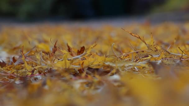 Herbst Ahornblatt Asphalt Straße Aufnahmen — Stockvideo